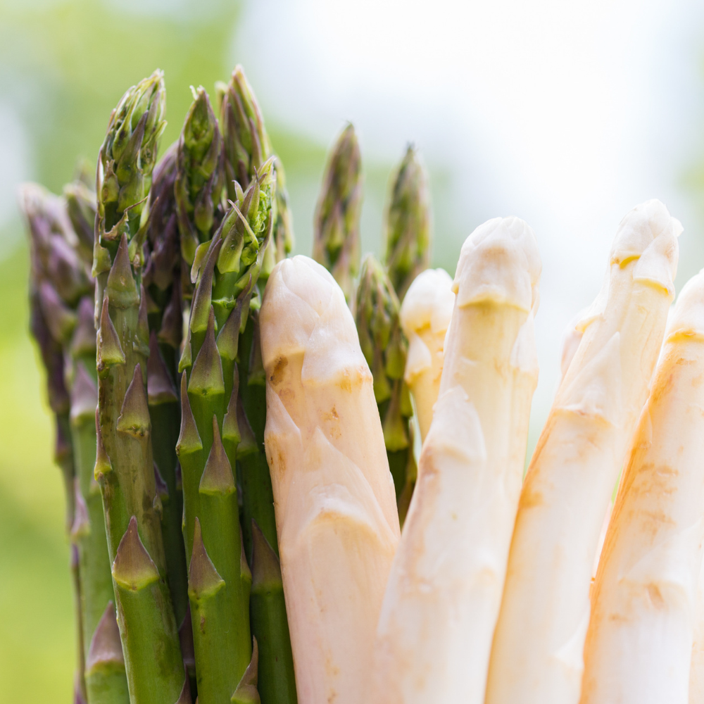 Frischer Spargel, Spargel grün, Spargel weiß, Forst Bruchsal, Spargel vom Feld direkt auf den Teller, Karlsruhe